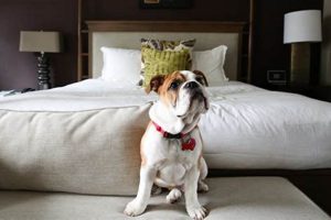 Pet-Friendly Weekly Hotels: Find Extended Stays Safem Fabrication - Precision Engineering & Custom Manufacturing Solutions Pet-Friendly Weekly Hotels: Find Extended Stays | Safem Fabrication - Precision Engineering & Custom Manufacturing Solutions