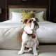 Pet-Friendly Weekly Hotels: Find Extended Stays | Safem Fabrication - Precision Engineering & Custom Manufacturing Solutions