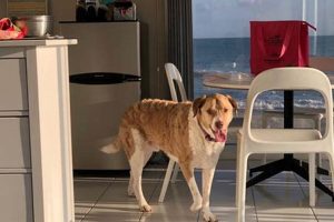 Extended Stay With Pets Crown American Hotels | Luxury, Comfort & Top Destinations Extended Stay With Pets | Crown American Hotels | Luxury, Comfort & Top Destinations