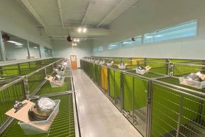 Luxury Pet Suites: Stay & Play | Stay Hotel Crown American Hotels | Luxury, Comfort & Top Destinations Luxury Pet Suites: Stay & Play | Stay Hotel | Crown American Hotels | Luxury, Comfort & Top Destinations