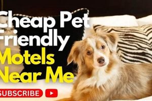 Find Cheap Pet-Friendly Motels Near You Crown American Hotels | Luxury, Comfort & Top Destinations Find Cheap Pet-Friendly Motels Near You | Crown American Hotels | Luxury, Comfort & Top Destinations