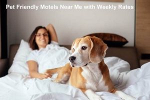 Top Weekly Pet-Friendly Motels Near You | Crown American Hotels | Luxury, Comfort & Top Destinations