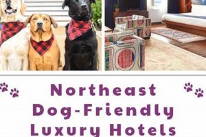 Cheapest Pet Friendly Hotels Near Me | Crown American Hotels | Luxury, Comfort & Top Destinations