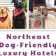 Cheapest Pet Friendly Hotels Near Me | Crown American Hotels | Luxury, Comfort & Top Destinations