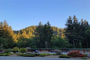 Best Motel Trees: Reviews & Planting Guide Crown American Hotels | Luxury, Comfort & Top Destinations Best Motel Trees: Reviews & Planting Guide | Crown American Hotels | Luxury, Comfort & Top Destinations