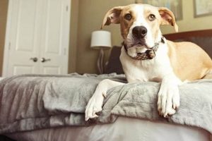 Pet-Friendly Extended Stay Hotels & Suites Crown American Hotels | Luxury, Comfort & Top Destinations Pet-Friendly Extended Stay Hotels & Suites | Crown American Hotels | Luxury, Comfort & Top Destinations