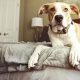 Pet-Friendly Extended Stay Hotels & Suites | Crown American Hotels | Luxury, Comfort & Top Destinations