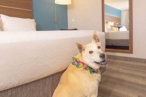 Best Pet-Friendly Holiday Inn Express Hotels Crown American Hotels | Luxury, Comfort & Top Destinations Best Pet-Friendly Holiday Inn Express Hotels | Crown American Hotels | Luxury, Comfort & Top Destinations