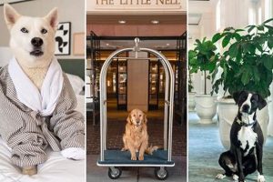 Find Cheap Weekly Pet-Friendly Hotels & Save Crown American Hotels | Luxury, Comfort & Top Destinations Find Cheap Weekly Pet-Friendly Hotels & Save | Crown American Hotels | Luxury, Comfort & Top Destinations