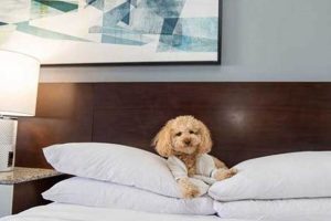 Top Pet-Friendly Marriott Hotels: A Guide Crown American Hotels | Luxury, Comfort & Top Destinations Top Pet-Friendly Marriott Hotels: A Guide | Crown American Hotels | Luxury, Comfort & Top Destinations