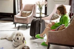 Pet-Friendly Hotels & ESAs: America Hotel Guide Crown American Hotels | Luxury, Comfort & Top Destinations Pet-Friendly Hotels & ESAs: America Hotel Guide | Crown American Hotels | Luxury, Comfort & Top Destinations