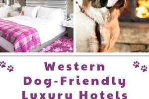 Top Pet-Friendly Hotels with Weekly Rates Near You Crown American Hotels | Luxury, Comfort & Top Destinations Top Pet-Friendly Hotels with Weekly Rates Near You | Crown American Hotels | Luxury, Comfort & Top Destinations