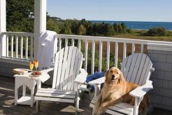 Top Pet-Friendly Hotels with Kitchens Nearby Crown American Hotels | Luxury, Comfort & Top Destinations Top Pet-Friendly Hotels with Kitchens Nearby | Crown American Hotels | Luxury, Comfort & Top Destinations
