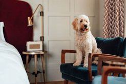 Pet Friendly Marriott Hotels Near Me Crown American Hotels | Luxury, Comfort & Top Destinations Pet Friendly Marriott Hotels Near Me | Crown American Hotels | Luxury, Comfort & Top Destinations