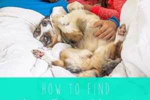 Long Term Hotels That Allow Pets Crown American Hotels | Luxury, Comfort & Top Destinations Long Term Hotels That Allow Pets | Crown American Hotels | Luxury, Comfort & Top Destinations