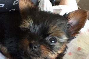 Find Marietta, OH Pets on Craigslist: Dogs & Cats Crown American Hotels | Luxury, Comfort & Top Destinations Find Marietta, OH Pets on Craigslist: Dogs & Cats | Crown American Hotels | Luxury, Comfort & Top Destinations