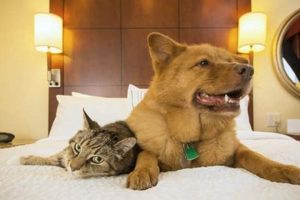 Pet-Friendly Holiday Inns Near You: Book Now! | Crown American Hotels | Luxury, Comfort & Top Destinations