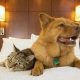 Pet-Friendly Holiday Inns Near You: Book Now! | Crown American Hotels | Luxury, Comfort & Top Destinations