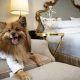 Top Pet-Friendly Hotels with Kitchenettes Nearby | Crown American Hotels | Luxury, Comfort & Top Destinations