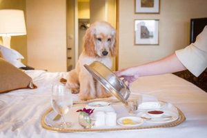 Top Pet-Friendly Hotels with Kitchens in America Crown American Hotels | Luxury, Comfort & Top Destinations Top Pet-Friendly Hotels with Kitchens in America | Crown American Hotels | Luxury, Comfort & Top Destinations