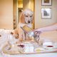 Top Pet-Friendly Hotels with Kitchens in America | Crown American Hotels | Luxury, Comfort & Top Destinations