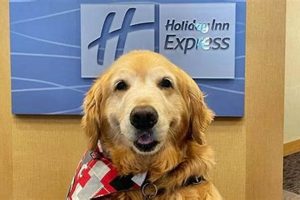 Is Holiday Inn Express Pet Friendly | Crown American Hotels | Luxury, Comfort & Top Destinations