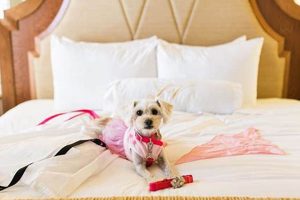 Find Pet-Friendly Hotels Near Me Under $50 | Crown American Hotels | Luxury, Comfort & Top Destinations