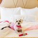 Find Pet-Friendly Hotels Near Me Under $50 | Crown American Hotels | Luxury, Comfort & Top Destinations