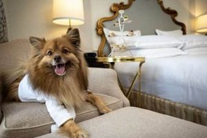 Top Pet-Friendly Long Stay Hotels | Crown American Hotels | Luxury, Comfort & Top Destinations