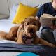Top Weekly Pet-Friendly Hotels Near You | Crown American Hotels | Luxury, Comfort & Top Destinations