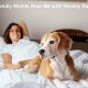 Find Pet-Friendly Motel Weekly Rates & Deals | Crown American Hotels | Luxury, Comfort & Top Destinations