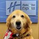 Pet-Friendly Holiday Inn Express Hotels in America? | Crown American Hotels | Luxury, Comfort & Top Destinations