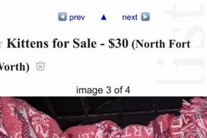 DFW Craigslist Pets: Find Your Furry Friend Crown American Hotels | Luxury, Comfort & Top Destinations DFW Craigslist Pets: Find Your Furry Friend | Crown American Hotels | Luxury, Comfort & Top Destinations